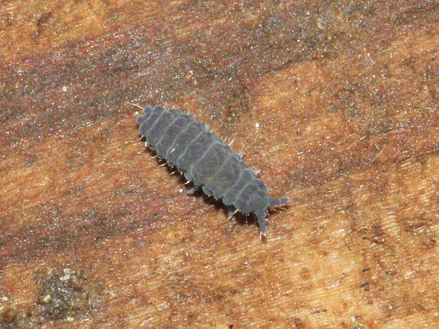 Neanura muscorum Neanurid Springtail Collembola Images