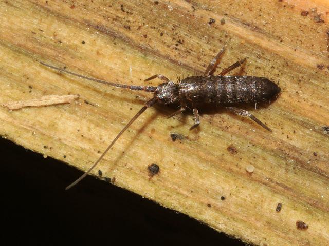 Pogonognathellus longicornis Tomocerid Springtail Collembola Images