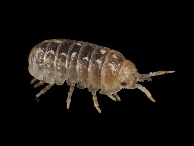 Armadillidium album Beach pill woodlouse Terrestrial crustacean isopod images