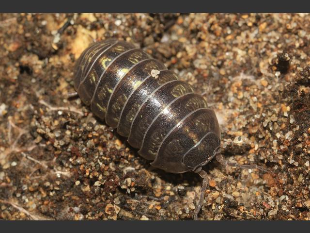 Armadillidium vulgare Pill woodlouse Terrestrial crustacean isopod images