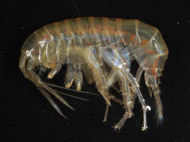 Gammarus pulex Amphipod Freshwater Crustacean Images