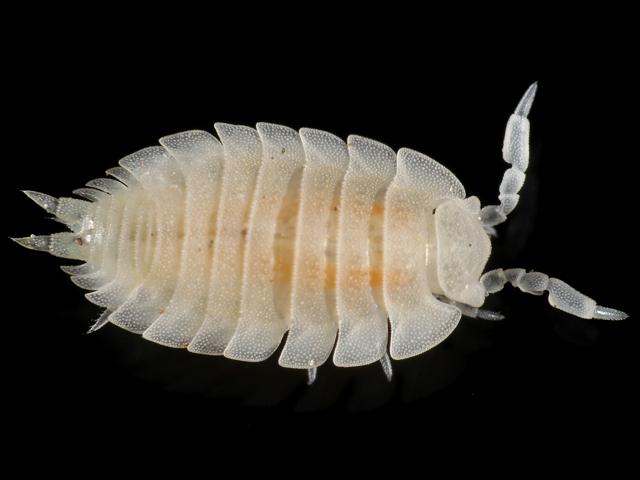 Platyarthrus hoffmannseggii Myrmecophilous Sowbug Isopod images
