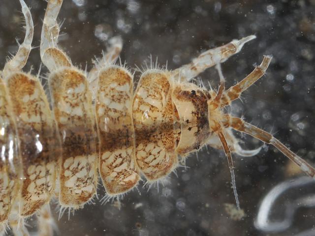 Proasellus meridianus One-spotted water slater Freshwater Crustacean isopod Images