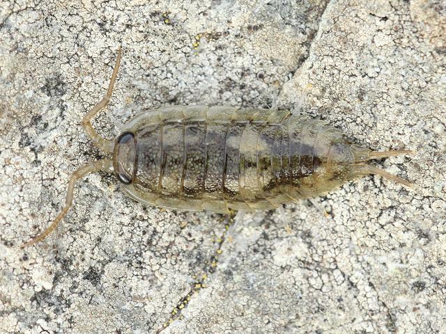 Ligia oceanica Sea Slater Terrestrial crustacean isopod images