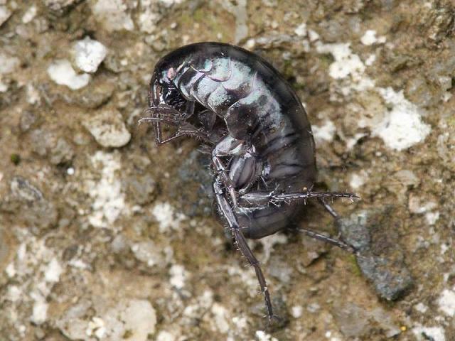 Arcitalitrus dorrieni Woodhopper Terrestrial crustacean images