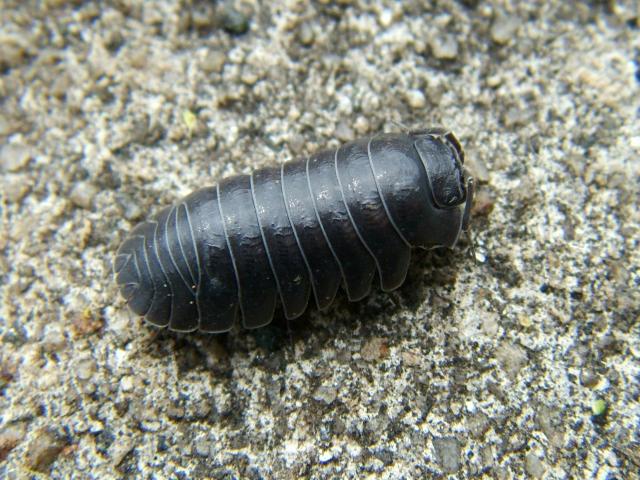Armadillium depressum Pill Bug Terrestrial crustacean isopod images