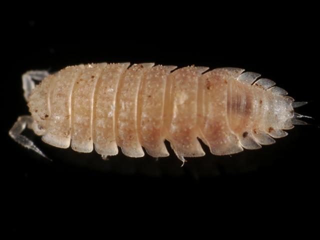 Haplophthalmus danicus Trichoniscid Woodlouse Terrestrial crustacean isopod images