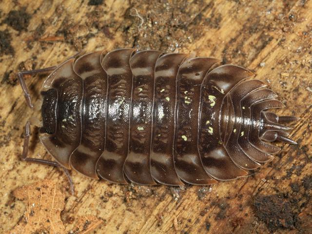 Oniscus asellus Common Shiny Woodlouse Terrestrial crustacean isopod images