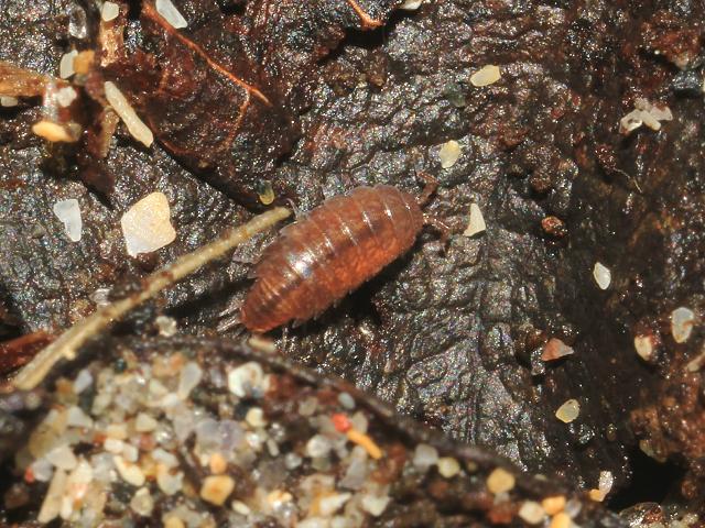 Trichoniscus pusillus Common pygmy woodlouse Terrestrial crustacean Isopod images
