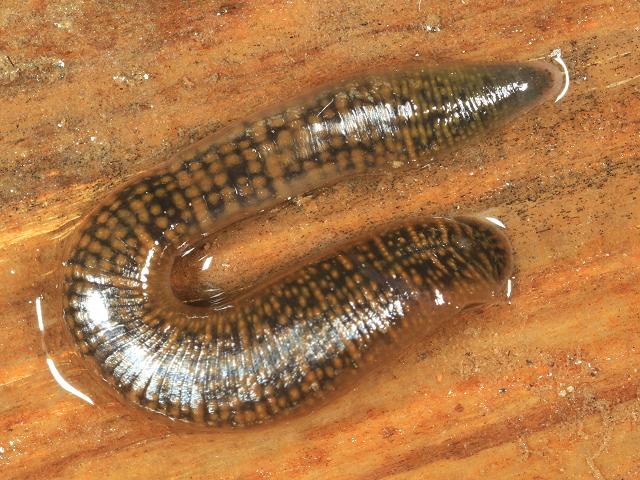 Erpobdella octoculata Erpobdellidae Erpobdellid Leech Images