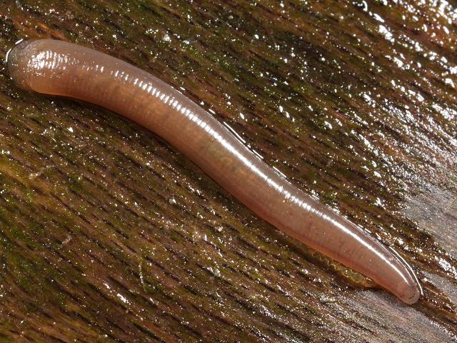 Erpobdella species octoculata testacea Erpobdellidae Erpobdellid Leech Images