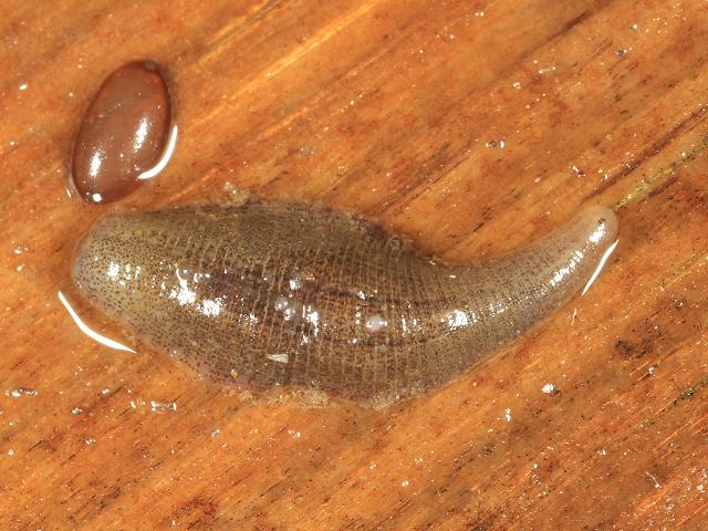 Glossiphonia complanata Glossiphoniidae Glossiphoniid Leech Images
