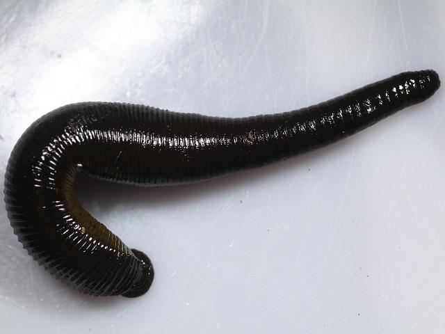 Haemopis sanguisuga Horse Leech Images