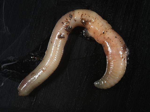 Aporrectodea rosea Rosy tipped Worm Annelida Images