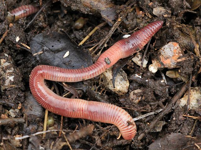 Eisenia fetida Brandling compost composting Worm Annelida Images
