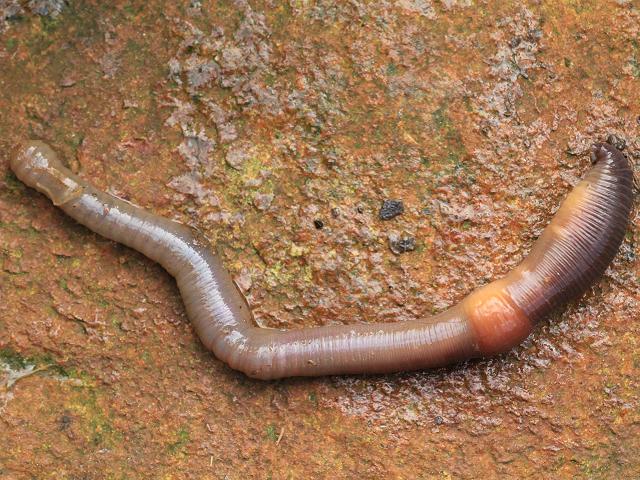Lumbricus terrestris Lob worm Annelida Images