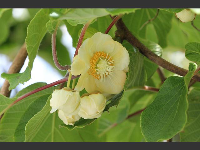 Actinidia deliciosa Kiwifruit or Chinese Gooseberry Actinidiaceae Images