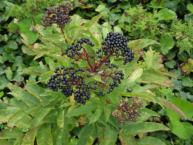 Sambucus ebulus Dwarf Elder Danewort Adoxaceae Images