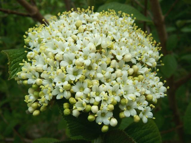 Viburnum lantana Wayfaring Tree Adoxaceae Images