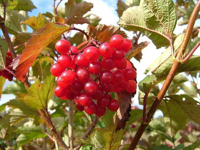 Viburnum opulus Guelder Rose Adoxaceae Images