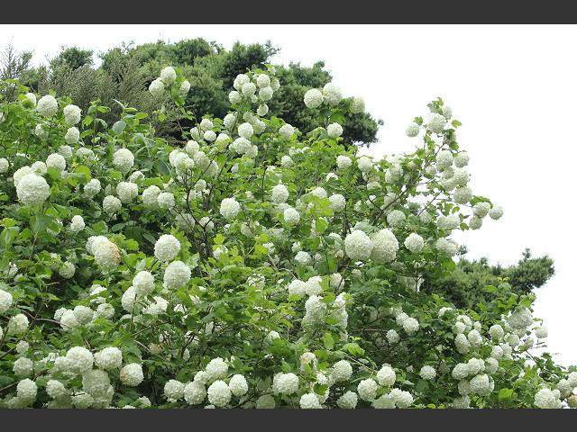 Viburnum opulus Roseum Snowball Tree Adoxaceae Images