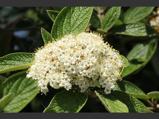Viburnum rhytidophyllum Wrinkled Viburnum Adoxaceae Images