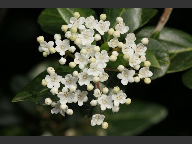 Viburnum tinus Laurustinus Adoxaceae Images