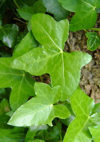 Native Woody Plants and Related Species Tree and Shrub Images