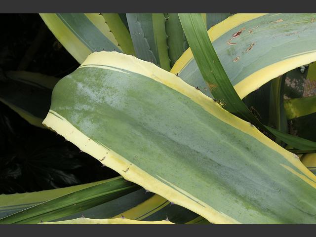 Agave americana Century Plant Agavaceae Images