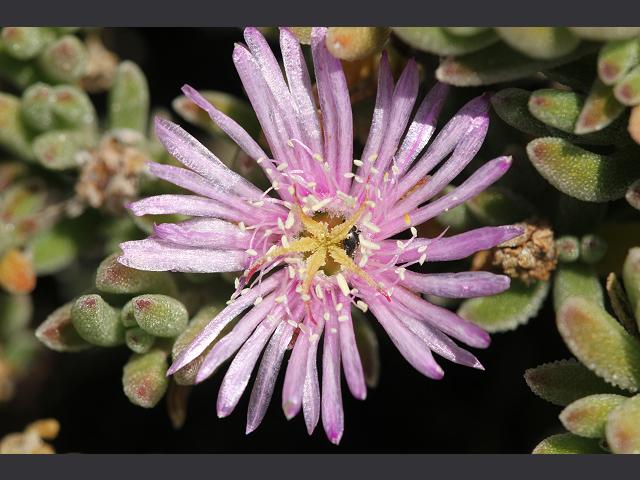 Drosanthemum floribundum Pale Dewplant Aizoaceae Images