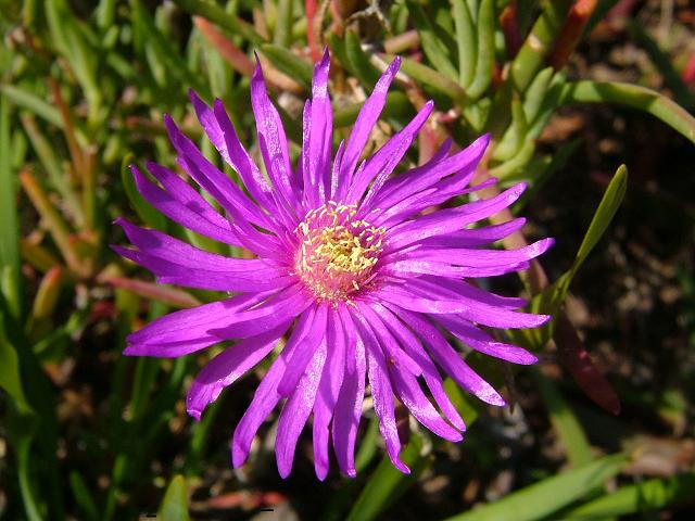 Lampranthus amoenus Midday Flower Aizoaceae Images