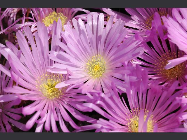 Lampranthus falciformis Sickle leaved Dewplant Aizoaceae Images