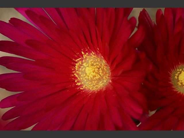 Lampranthus species Ice Plant or Dewplant Aizoaceae Images
