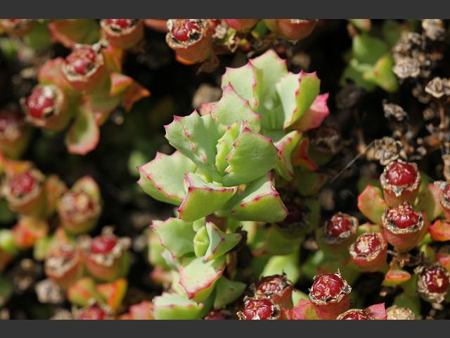 Oscularia deltoides Deltoid Leaved Dewplant Aizoaceae Images