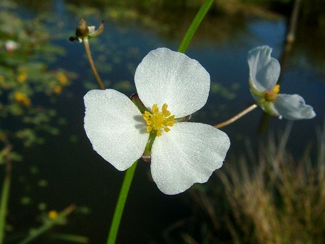 Sagittaria latifolia Duck Potato Alismataceae Images