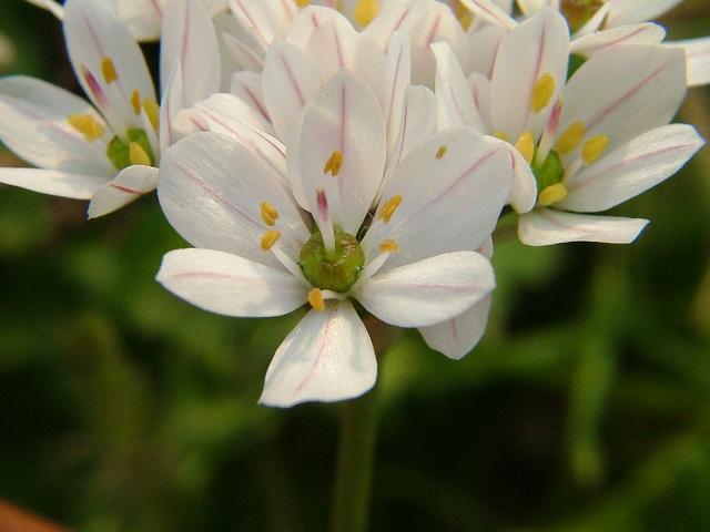 Allium trifoliatum Cirillo Pink or Hirsute Garlic Alliaceae Images