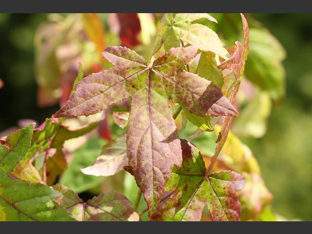 Liquidambar styraciflua American Sweetgum or Redgum Altingiaceae Images