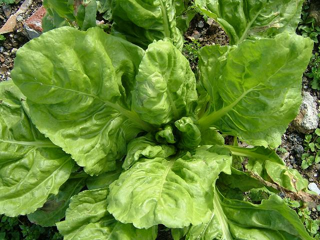 Beta vulgaris subsp cicla var flavescens Swiss Chard Amaranthaceae Images