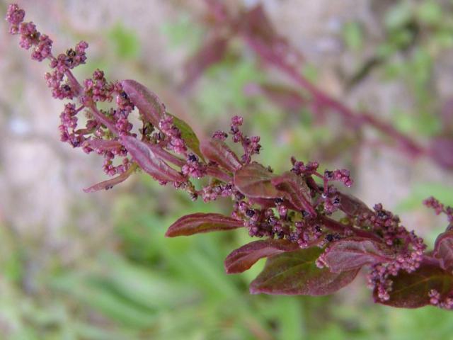 Chenopodium polyspermum Many seeded Goosefoot Amaranthaceae Images