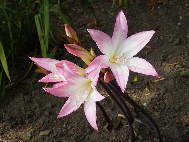 Amaryllis belladonna Jersey March Lily Amaryllidaceae Images