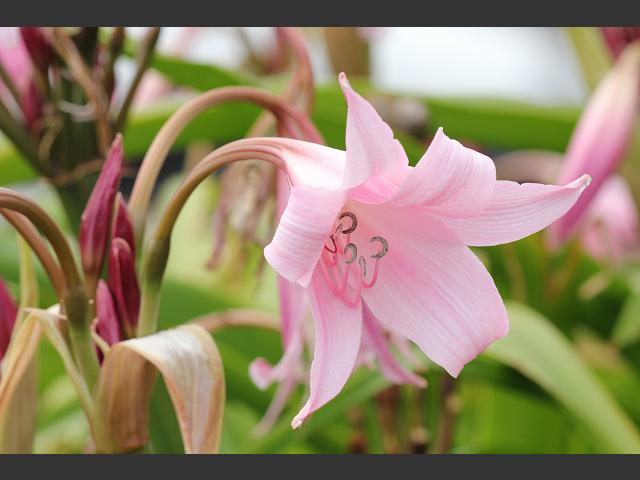 Crinum x powellii Powells Cape Lily Amaryllidaceae Images