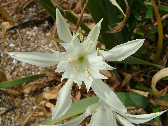 Pancratium maritimum Sea Daffodil Amaryllidaceae Images