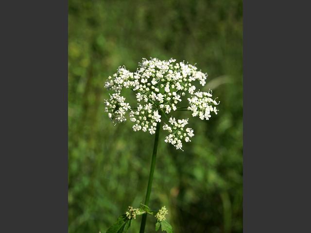 Aegopodium podagraria Ground Elder Apiaceae Images