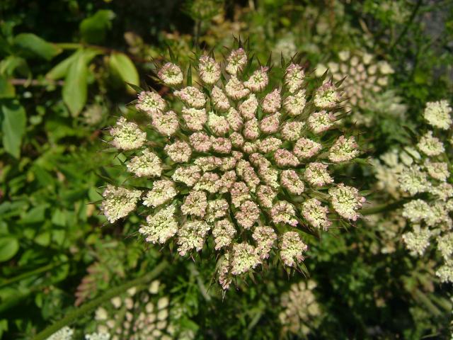 Daucus carota subspecies carota Wild Carrot Apiaceae Images