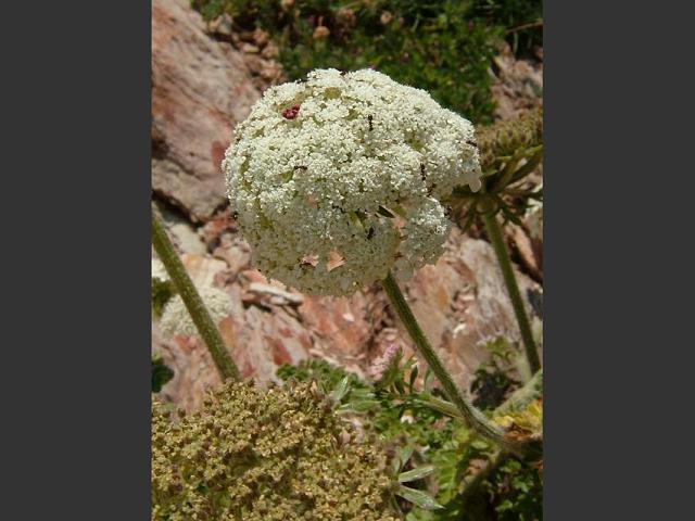 Daucus carota subspecies gummifer Sea Carrot Apiaceae Images