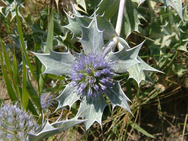 Eryngium maritimum Sea Holly Apiaceae Images