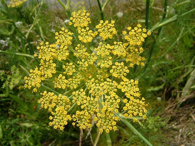 Foeniculum vulgare Fennel Apiaceae Images