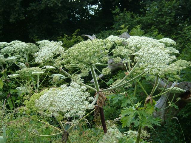 Heracleum mantegazzianum Giant Hogweed Apiaceae Images