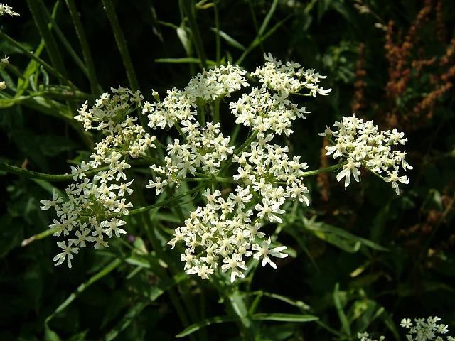 Heracleum sphondylium x mantegazzianum Hybrid Hogweed Apiaceae Images