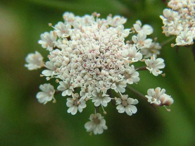 Oenanthe lachenalii Parsley Water dropwort Apiaceae Images